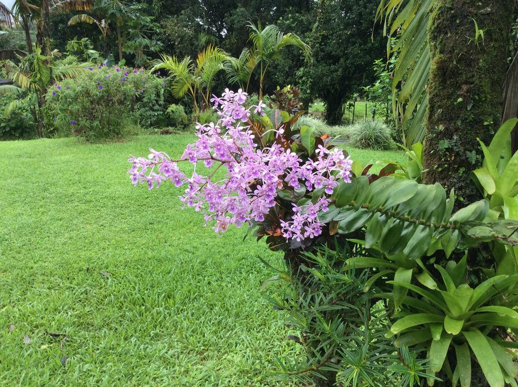 Готель Cabinas Los Guayabos La Fortuna Номер фото
